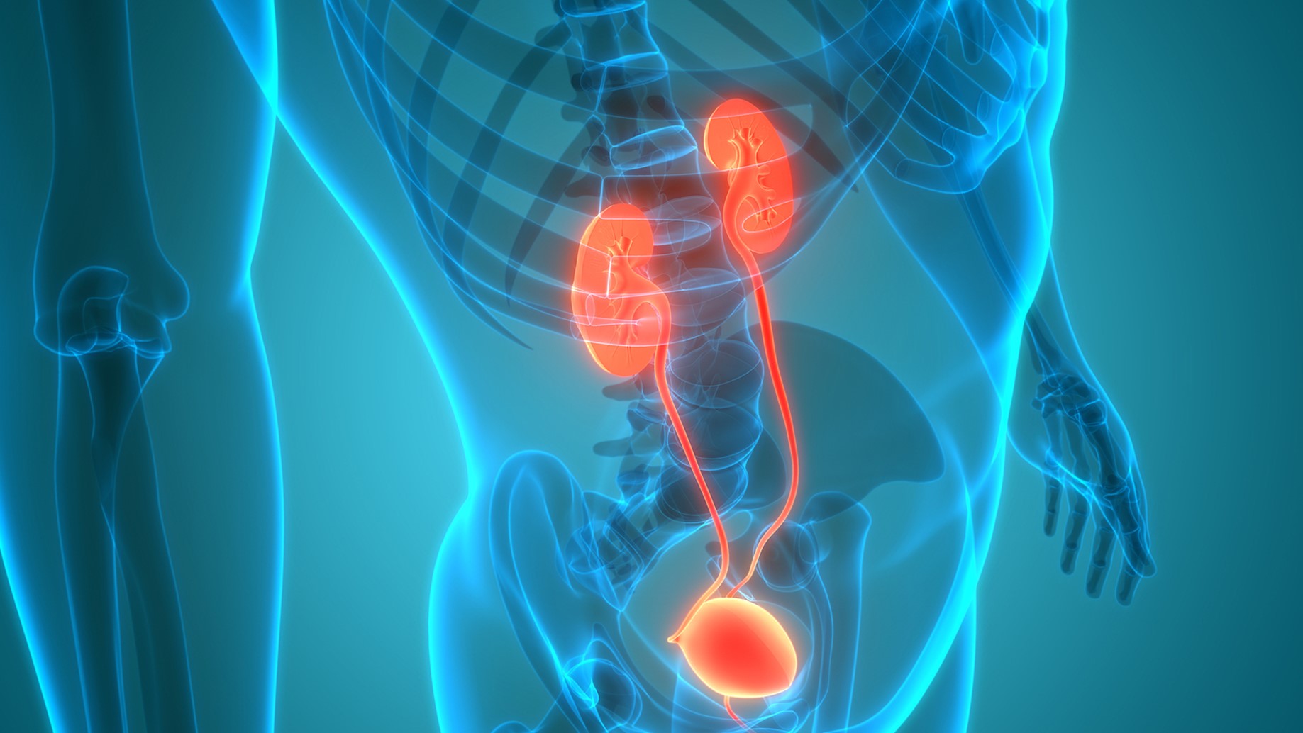 Diagram Of The Bladder Female