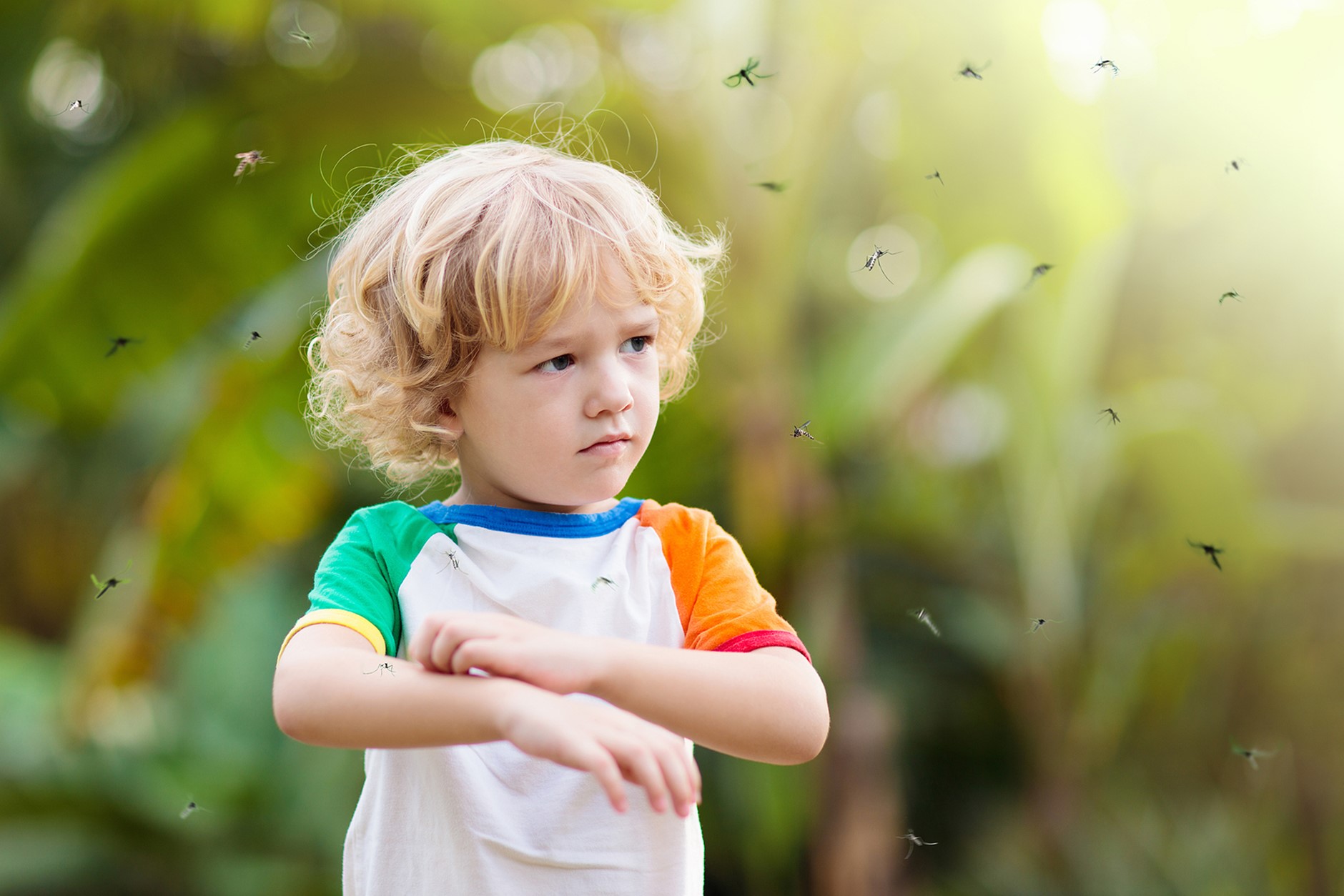 Insect Allergies